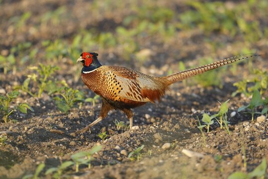 Pheasant (Phasianus colchicus Pheasant) in a field, wildlife, Burgenland, Austria