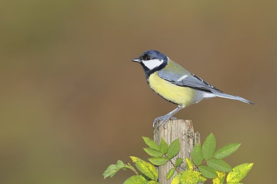 Great tit (Parus major) sitting on a tree stump, Wilnsdorf, North Rhine-Westphalia, Germany