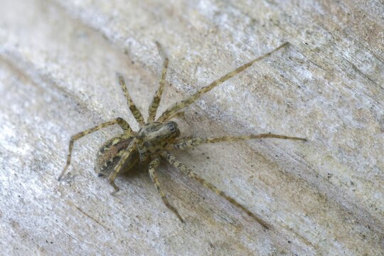 Arachnida, charcoal spider, rusty red angle spider, arachnids, tegenaria ferruginea, angle spider, spiders