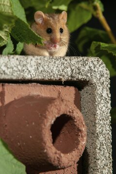 Hazel vole, Hazel dormouse, Muscardinus avellanarius, rodents, rodentia, bilche, dormice, dormouse, high size, portrait format, mammals, nesting aid, nesting box, rodents, sleepers, mammals