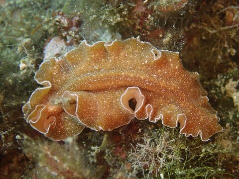 Golden flatworm (Yungia aurantiaca), whirlpool worm, on algae on the seabed, dive site Cap de Creus Marine Reserve, Rosas, Costa Brava, Spain, Mediterranean Sea