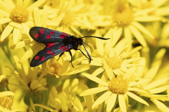 Six spot burnet moth (Zygaena filipendulae) adult insect feeding on Ragwort flowers in summer, England, United Kingdom