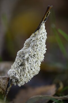 Didymium mucilago, didymium spongiosum, dog sick slime mould, grubby cushion, mucilago crustacea, foam mold, slime mold, white egg slime mold, meadow slime mold, villus slime mold, high size, portrait format