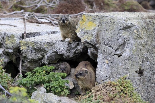Rock hyrax (Procavia capensis), adult, juvenile, rock, alert, three, Stony Point, Betty's Bay, Western Cape, South Africa