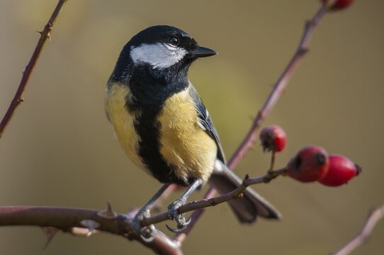 Great tit, great tit, parus major, autumn, birds, autumn, tits, passeri, songbirds, songbirds, tits, birds