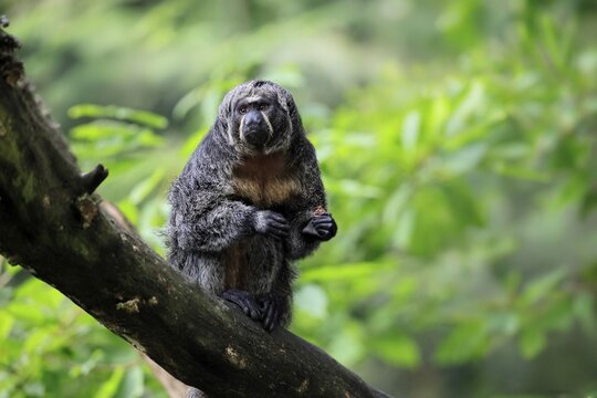 White-headed saki (Pithecia pithecia), pale-headed saki, adult, female, sitting, tree trunk, alert, food, South America