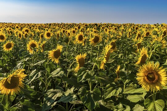 Field of sun flowers, Orenburg Oblast, Russia