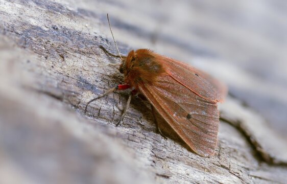 Phragmatobia fuliginosa, rust-wing, rust-winged bear, cinnamon bear, insects, moths, moths, moths, moths, ruby tigers, butterflies