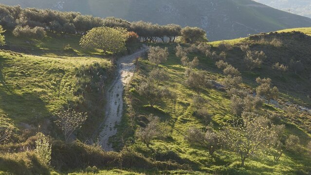 Spring in Crete, green meadows, flowering trees, country lane, central Crete, island of Crete, Greece