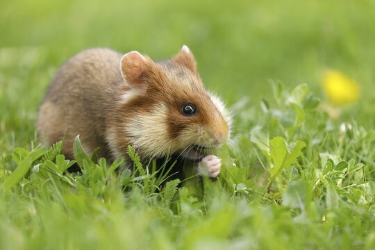 European hamster (Cricetus cricetus) in a meadow, wildlife, Austria