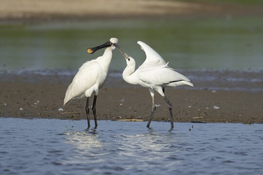 Eurasian spoonbill (Platalea leucorodia) adult bird in a shallow lagoon with a juvenile bird begging for food, England, United Kingdom