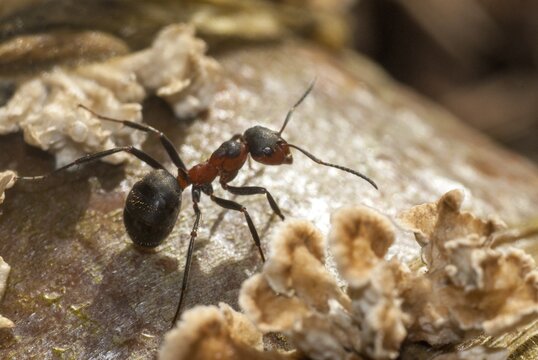 Black-backed meadow ant, Formica pratensis, large meadow ant, hymenoptera, reddish brown meadow forest ant, insects