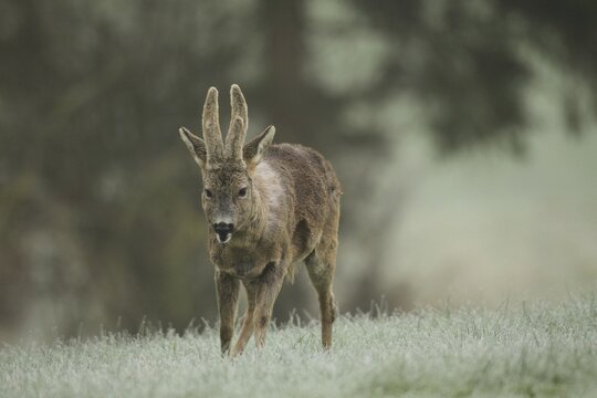 European roe deer (Capreolus capreolus) buck with shaggy winter coat and velvet horns, Allg&auml;u, Bavaria, Germany