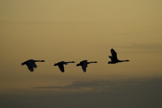 Whooper swans (Cygnus cygnus), four adult birds in flight, silhouettte at sunrise, Cambridgeshire, England, United Kingdom