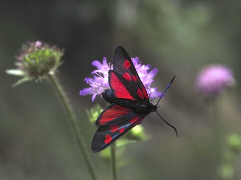 A horseshoe clover burnet (Zygaena transalpina), also known as the burnet or blood-drop, spreads its wings on a purple flower, Goms, Canton of Valais, Switzerland