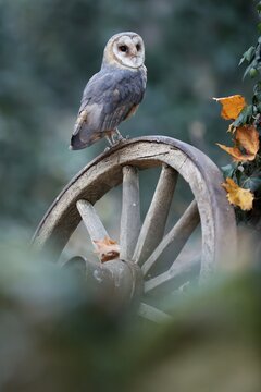 Common barn owl (Tyto alba), on an old wagon wheel, Czech Republic