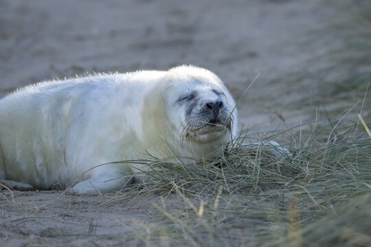Grey seal (Halichoerus grypus) juvenile baby pup animal sleeping by a sand dune on a beach in winter, England, United Kingdom