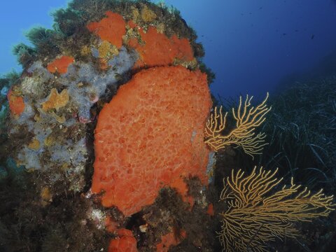 Bright Orange upholstery sponge (Reniera fulva), marine sponge, on a steep underwater rock face with surrounding seaweed, dive site Giens Peninsula, Mediterranean Sea, Porquerolles, Provence, C&ocirc;te d'Azur, France