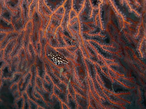 A juvenile Pacific Diana wrasse (Bodianus dictynna) amongst the bright red branches of a soft coral, Gondol East dive site, Penyapangan, Bali, Indonesia