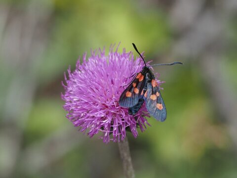 Honeysuckle burnet (Zygaena lonicerae), burnet, blood-drop, on a pink flower in the wild with a black-and-red pattern, Goms, Canton of Valais, Switzerland