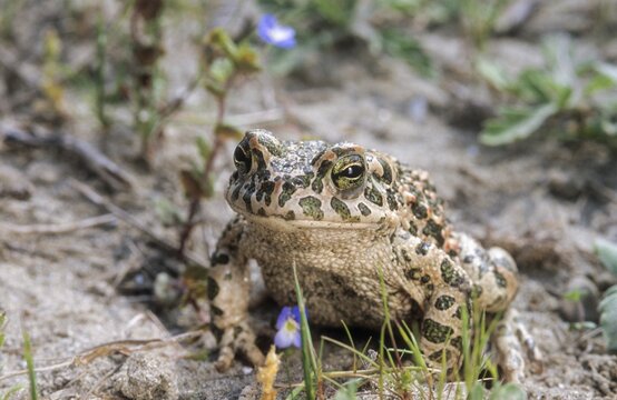 Bufo viridis, Bufotes viridis, green toad, toad, amphibians, amphibians, toads, amphibians