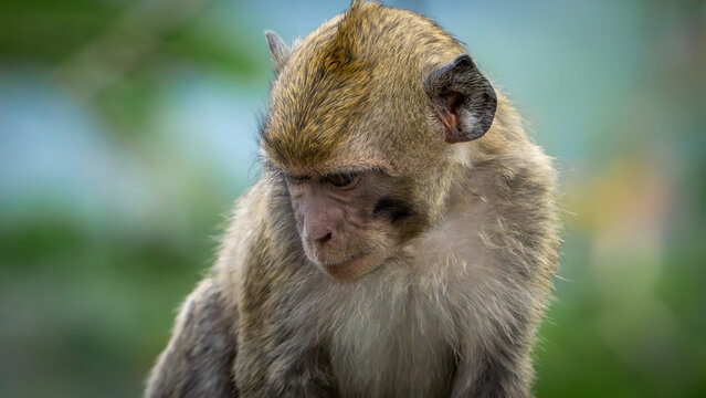 Macaca fascicularis (kera ekor panjang, monyet ekor panjang, Long-tailed macaque, crab-eating macaque, cynomolgus monkey) in nature