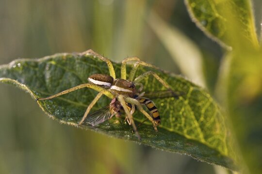 Raft Spider (Dolomedes fimbriatus) with prey, Bavaria, Germany, Europe