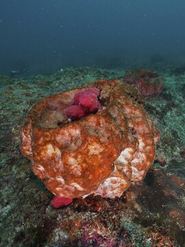 Barrel sponge (Haplosclerida), a marine sponge, with a structure of corals on the seabed underwater, Aliwal Shoal dive site, Umkomaas, KwaZulu-Natal, South Africa