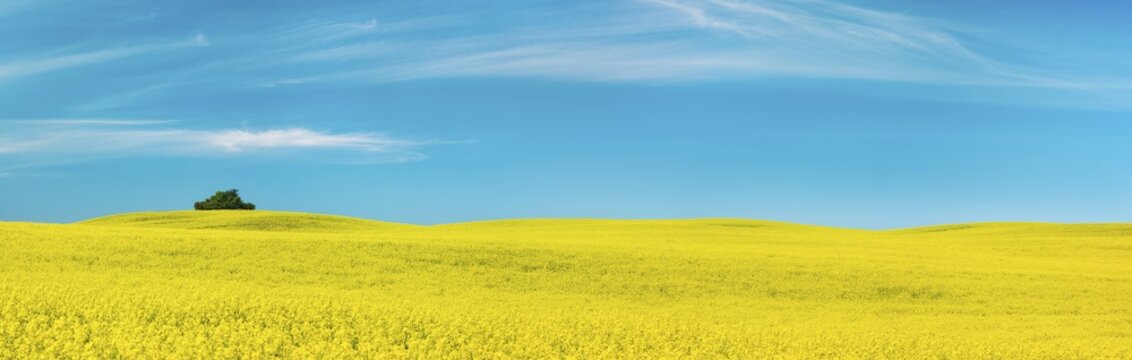 Panorama, hilly landscape with endless blooming rape field under blue sky, Uckermark, Brandenburg, Germany