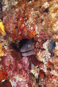 A mediterranean moray (Muraena helena) looks out of its cave in the Mediterranean Sea near Hy&egrave;res. Dive site Giens Peninsula, C&ocirc;te dAzur, France