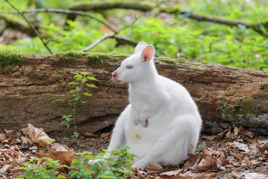 An albino red-necked wallaby or Bennett's wallaby (Macropus rufogriseus) sits on the leaf covered forest floor next to a rotting, moss-covered tree lying on the ground