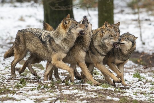 Gray wolf (Canis lupus), pack, winter, Neuhaus, Lower Saxony, Germany