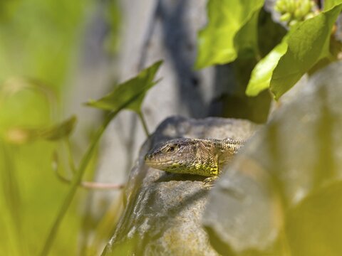 Sand lizard (Lacerta agilis), Wetzlar, Hesse, Germany