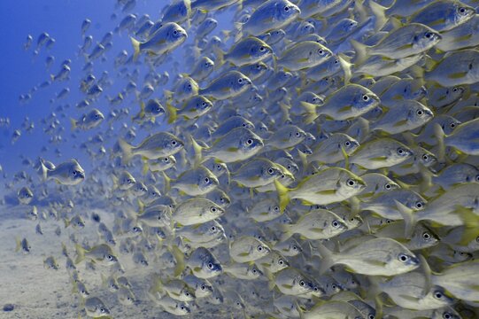 Large shoal of bastard grunt (Pomadasys incisus) swimming underwater in the blue sea. Dive site Pasito Blanco Reef, Arguineguin, Gran Canaria, Spain, Atlantic Ocean