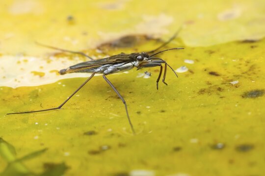 Common pond skater (Gerris lacustris) adult insect on a fallen autumn tree leaf on the water surface of a garden pond, England, United Kingdom