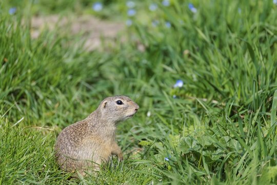 A fully grown ground squirrel (Spermophilus citellus) sits in a green meadow on a sunny day, intently observing its surroundings. Austria