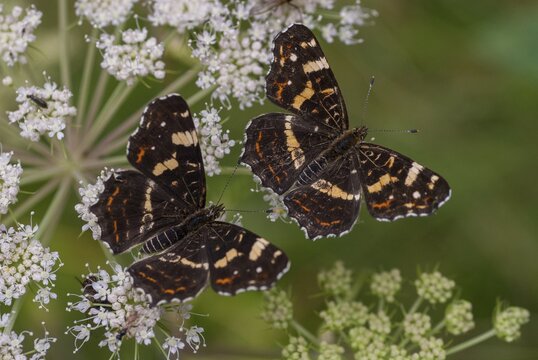 Araschnia Levana, European map, map butterfly, butterfly, insects, butterfly, summer generation, buzzer, butterflies, butterflies, butterflies