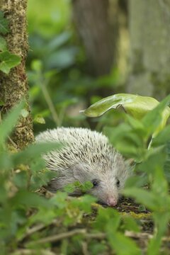 European Hedgehog (Erinaceus europaeus) albino, adult walking in a wood in the springtime, Suffolk, England, United Kingdom