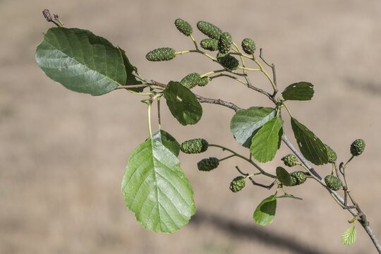Black alder (Alnus glutinosa), leaves and fruits, Emsland, Lower Saxony, Germany