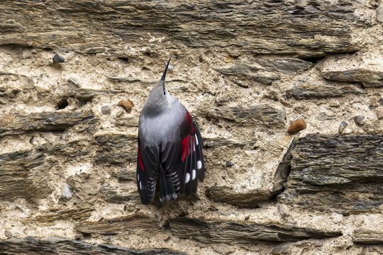 Wallcreeper (Tichodroma muraria) foraging on a wall, wildlife, Germany