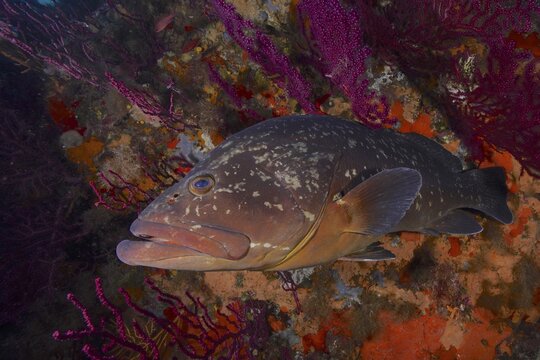 Dusky grouper (Epinephelus marginatus) (Mycteroperca marginatus) and violescent sea-whip (Paramuricea clavata) in the Mediterranean near Hy&egrave;res. Dive site marine reserve Port Cros, C&ocirc;te d'Azur, France