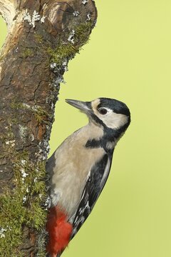 Great spotted woodpecker (Dendrocopos major), female, sitting on a tree trunk, Wilden, North Rhine-Westphalia, Germany