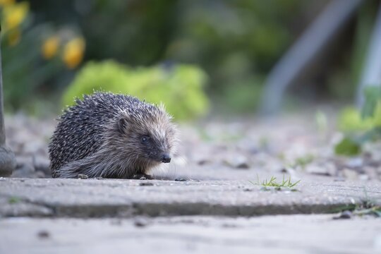 European hedgehog (Erinaceus europaeus) adult animal on a garden patio, Suffolk, England, United Kingdom