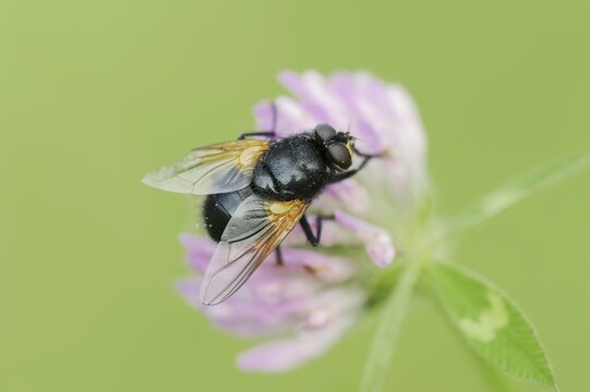 Cattle fly or noonday fly (Mesembrina meridiana) on red clover (Trifolium pratense), North Rhine-Westphalia, Germany