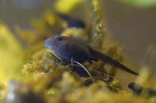 70 days old, bufo calamita, epidalea calamita, toad, natterjack toad, amphibians, amphibians, tadpole, larva, amphibians, larva, amphibians, tadpole