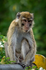 Fototapeta premium Macaca fascicularis (kera ekor panjang, monyet ekor panjang, Long-tailed macaque, crab-eating macaque, cynomolgus monkey) in nature