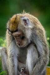 Obraz premium Macaca fascicularis (kera ekor panjang, monyet ekor panjang, Long-tailed macaque, crab-eating macaque, cynomolgus monkey) in nature