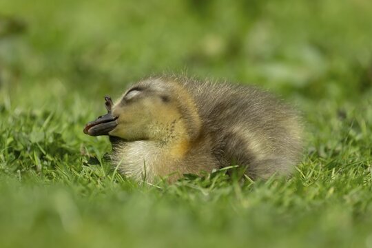 Greylag goose (Anser anser) juvenile baby gosling bird resting on grassland, England, United Kingdom