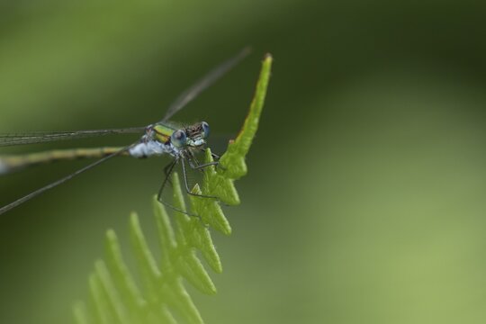 Emerald damselfly (Lestes sponsa) adult male insect resting on a Bracken leaf, Suffolk, England, United Kingdom