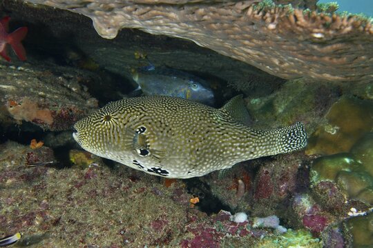 Map pufferfish (Arothron mappa) under a coral formation in a lively coral reef, dive site SD, Nusa Ceningan, Nusa Penida, Bali, Indonesia